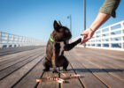 Recycled plastic dog collars Logo