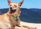 What does being a sustainable pet owner mean to you? Logo