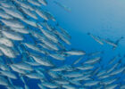 Why is seafood sustainability a critically important issue? Logo